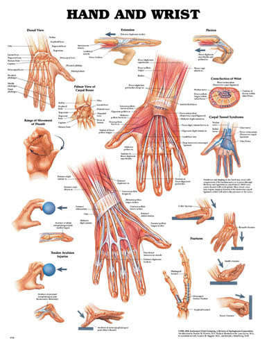 The Hand & Wrist Chart Laminated Anatomy Poster