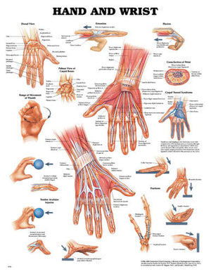 The Hand & Wrist Chart - QG Med